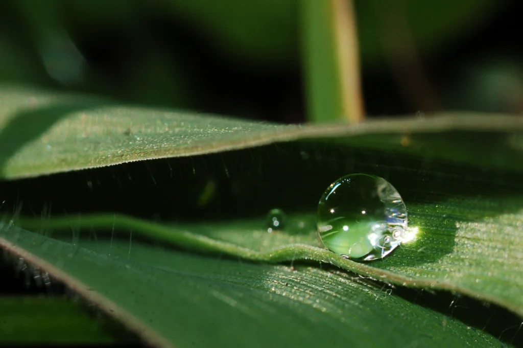 a photo of a dew drop on a green grass blade
